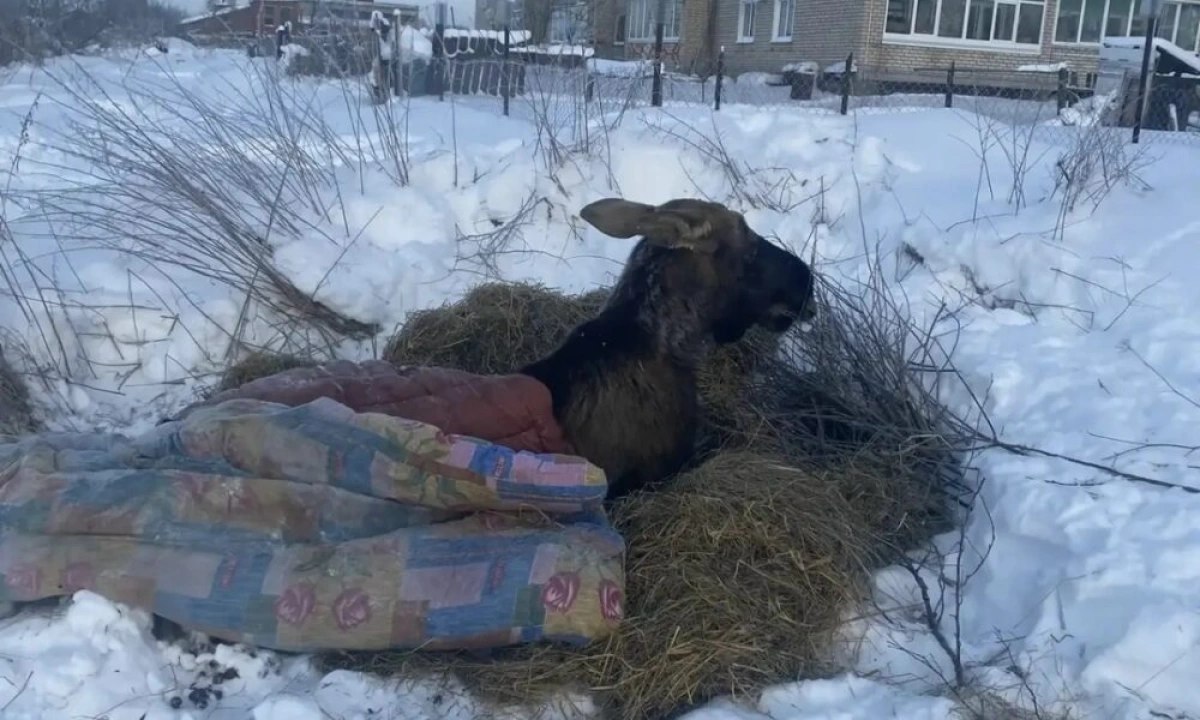 Спасенного в ярославских лесах лося хотят отправить в реабилитационный центр