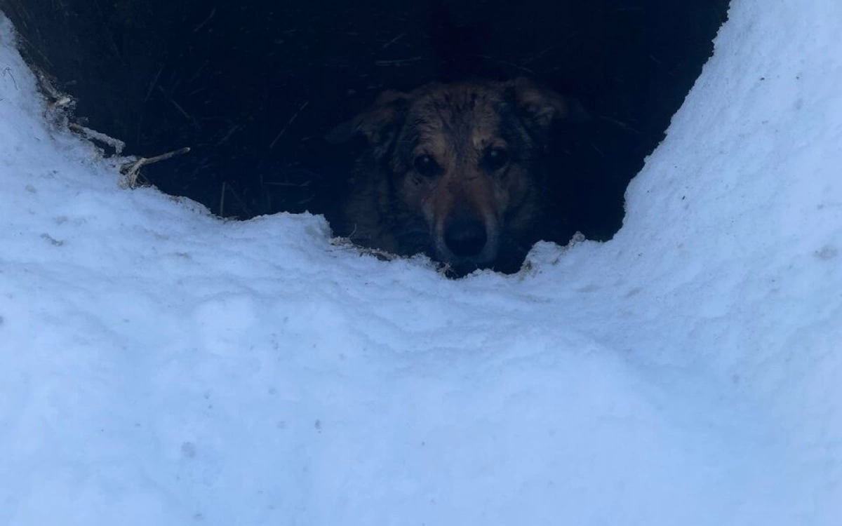 В Ярославле жители спасли упавшую в открытый колодец собаку
