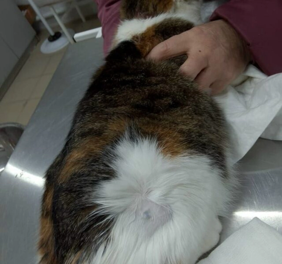 В Ярославской области ветврачи помогли кошке с дробью под кожей