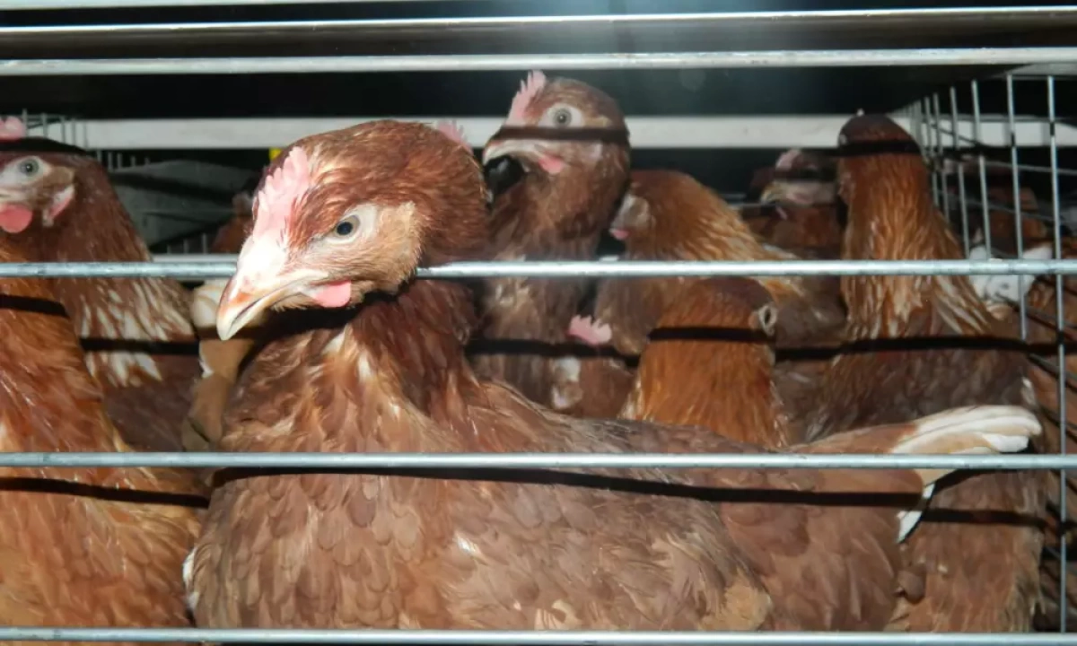 Ярославна добилась компенсации от соседа за передушенных кур Ярославна добилась компенсации от соседа за передушенных кур