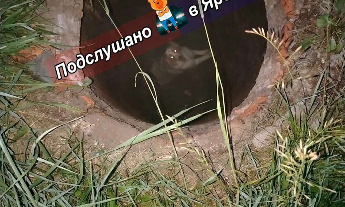 Мэрия Ярославля обещает закрыть люк, в который упала собака