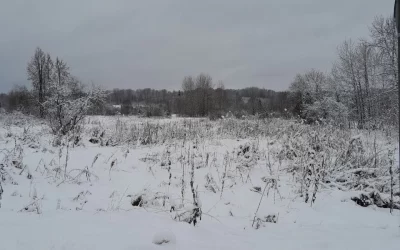 В Ярославской области по иску прокуратуры более 290 гектаров земли возвращены государству