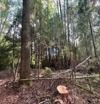 В Ярославской области с поличным задержан «черный лесоруб»  