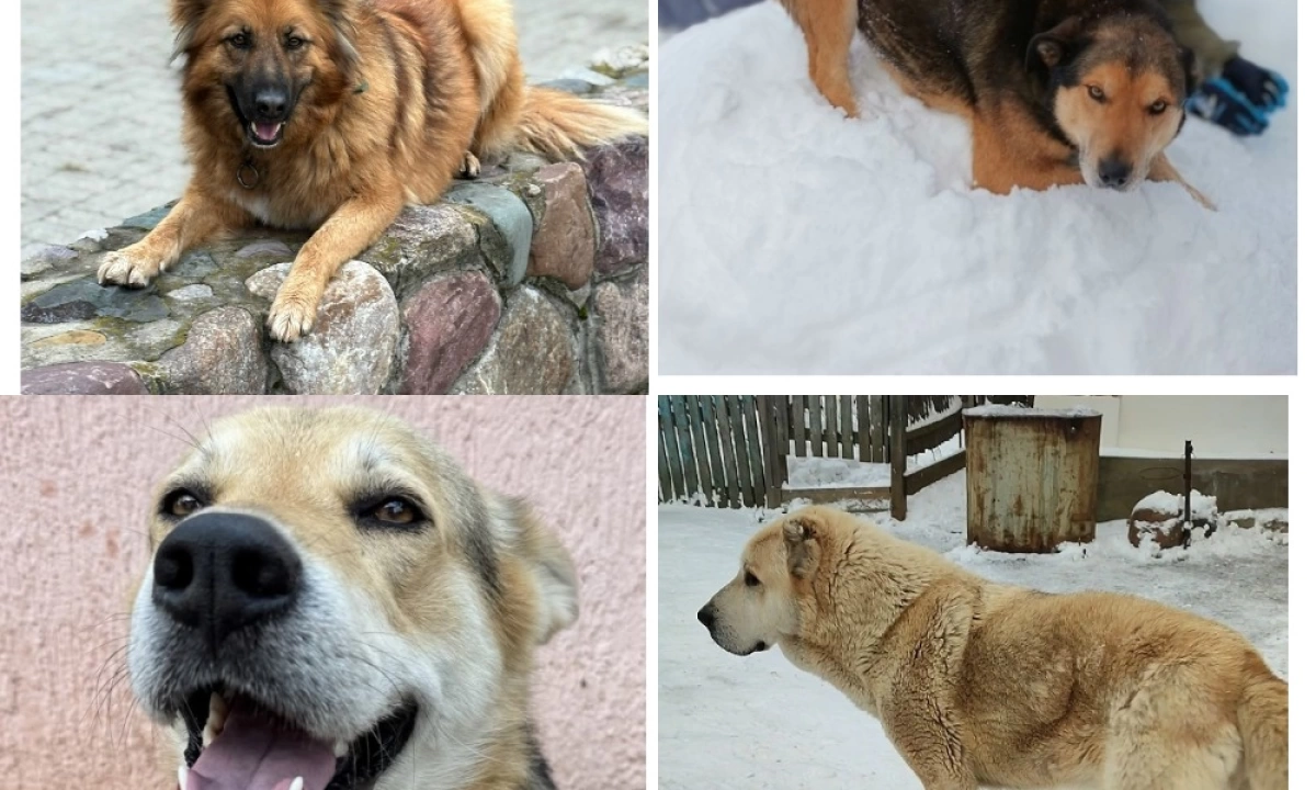 Во время атаки БПЛА на Ярославль убежали напуганные взрывами собаки Во время атаки БПЛА на Ярославль убежали напуганные взрывами собаки