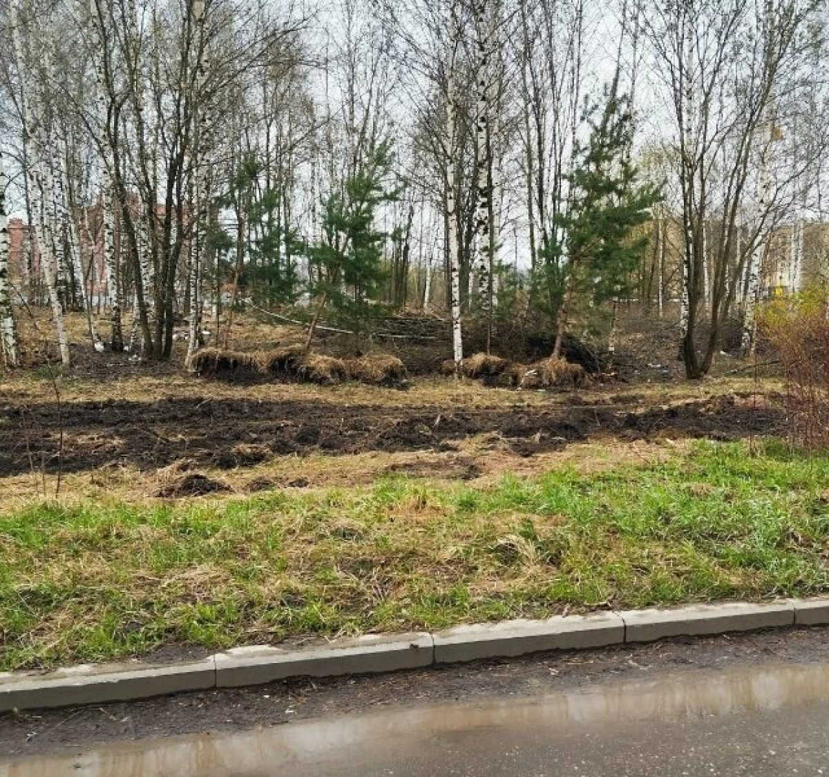 В Ярославле спасают сосенки, оказавшиеся на территории «Большой Медведицы» В Ярославле спасают сосенки, оказавшиеся на территории «Большой Медведицы»