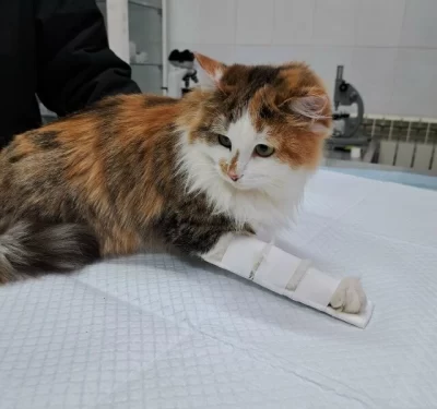 В Ярославской области ветеринары помогли попавшей в капкан кошке