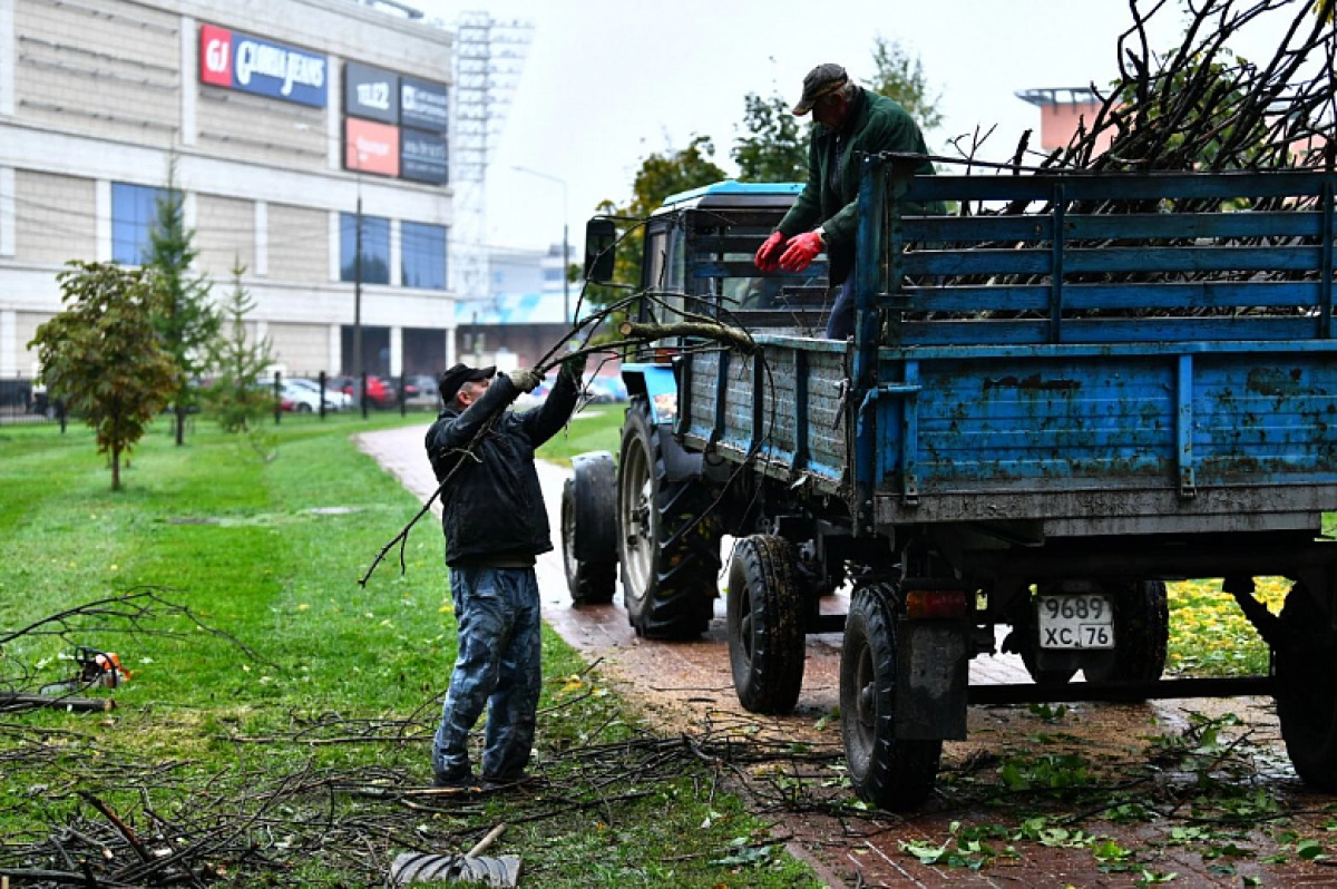 В Бутусовском парке Ярославля вырубят 65 деревьев