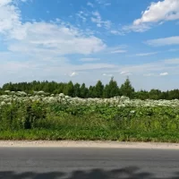 В Ярославской области подрядчик не смог побороть борщевик дронами
