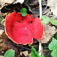 В Ярославской области будут штрафовать за сбор краснокнижных грибов