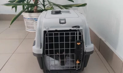 В Ярославле спасли запертую в квартире &laquo;голой женщины&raquo; собачку