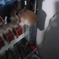 В Ярославле многоэтажку захватили крысы