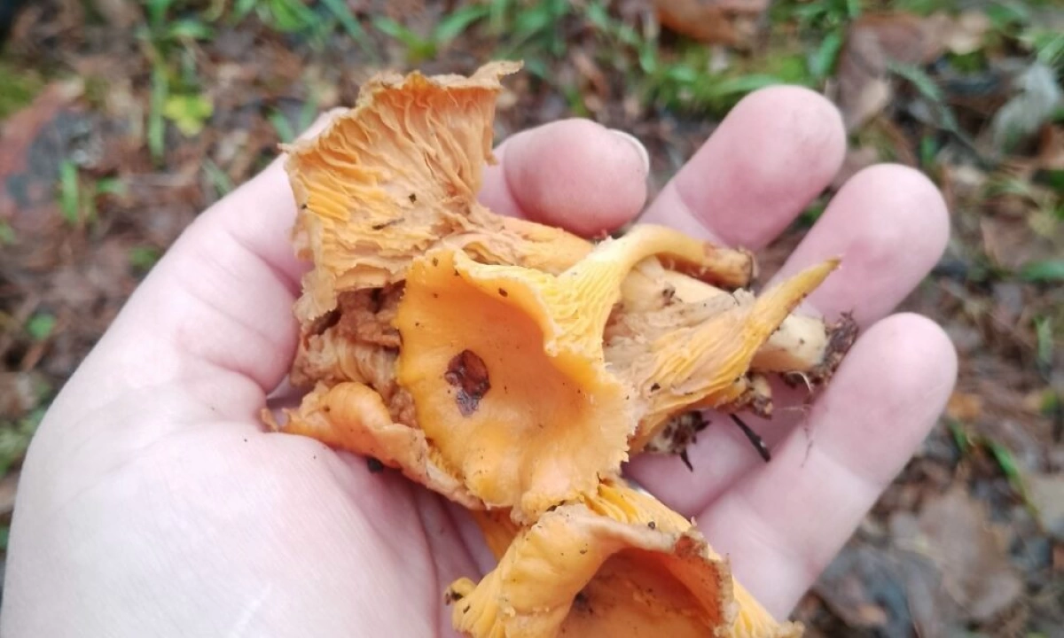 В ярославских лесах идет охота на последнюю декабрьскую лисичку