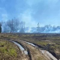 В Ярославской области лесозаготовители устроили пожар