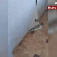 В Ярославле выделенное сироте жильё в корпусах на Перекопе захватила плесень