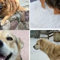 Во время атаки БПЛА на Ярославль убежали напуганные взрывами собаки