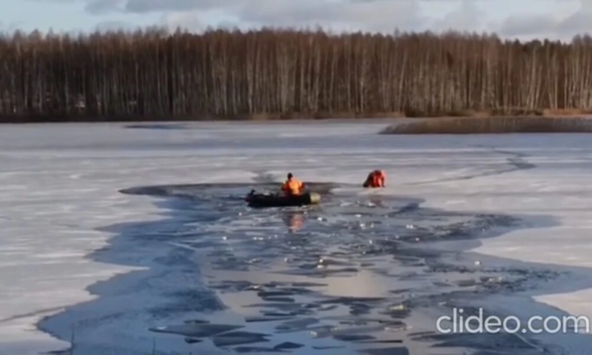 В Ярославле спасатели проверили информацию о вмерзших в лед лебедях