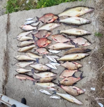 Выловленная в Ярославской области рыба оказалась заражена паразитами