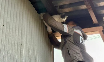 В Ярославле во время благоустройства двора спасли кота