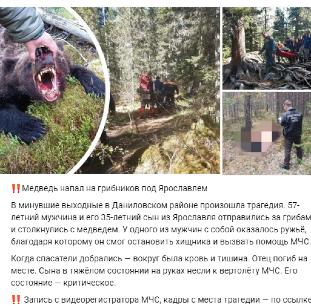 По ярославским соцсетям расходится фейк о растерзанном медведем грибнике По ярославским соцсетям расходится фейк о растерзанном медведем грибнике