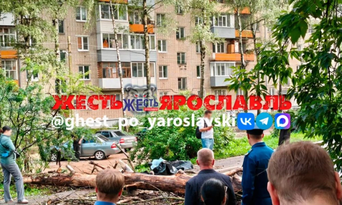 В Ярославле упавшее дерево убило человека