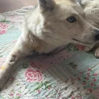 В Ярославской области собака с отрубленной живодерами лапой вернулась домой