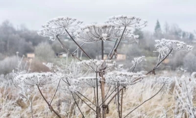 В Ярославской области утвержден перечень чужеродных растений