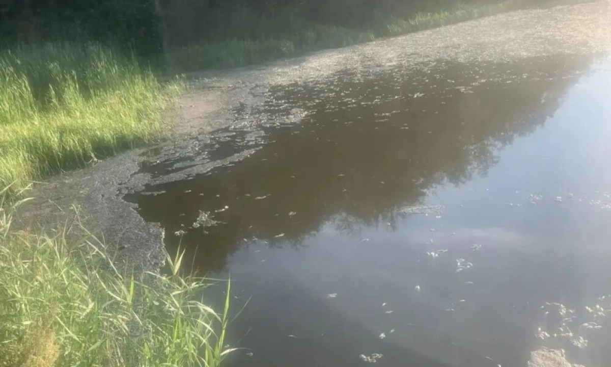 Стала известна возможная причина гибели рыбы под Рыбинском Стала известна возможная причина гибели рыбы под Рыбинском