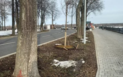 В Ярославле при посадке деревьев переходят от прутиков к крупномерам