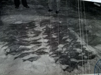 Двое жителей Ярославской области наловили рыбы на условный срок