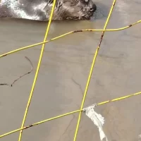 В Ярославской области бобр-коммунальщик стал звездой соцсетей