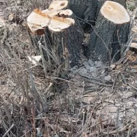 &laquo;Дали генплан по спилу&raquo;: в Ярославле бабушка-пилильщица объяснила свои действия