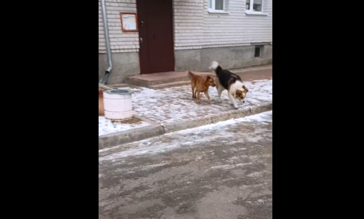 В Ярославской области хозяин собаки заплатит за рубцы на лице девочки &nbsp;