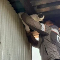 В Ярославле во время благоустройства двора спасли кота