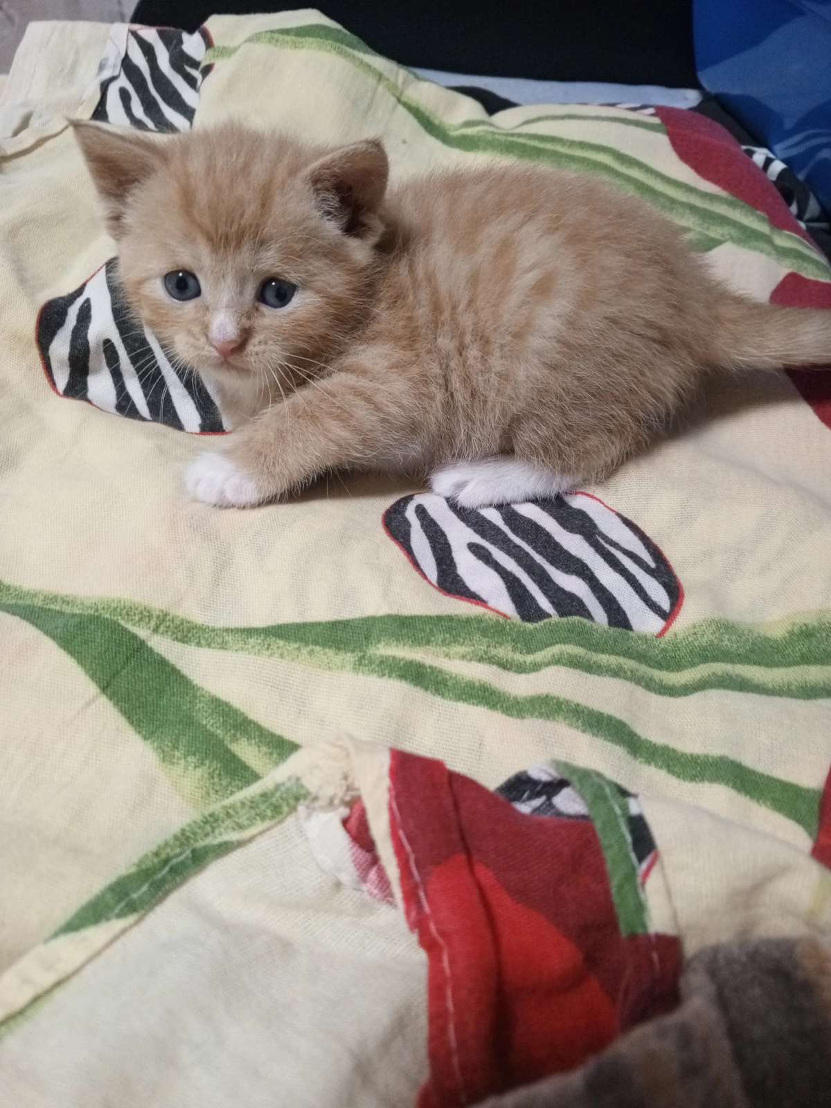 Котенок в добрые руки