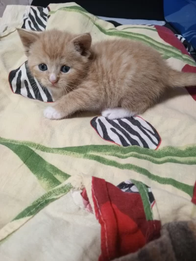 Котенок в добрые руки
