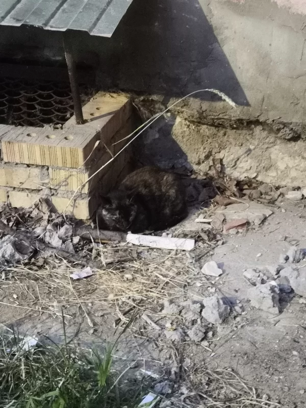 Нужна помощь в отлове больного животного!
