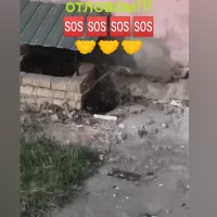 Нужна помощь в отлове больного животного!