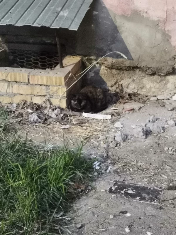 Нужна помощь в отлове больного животного!