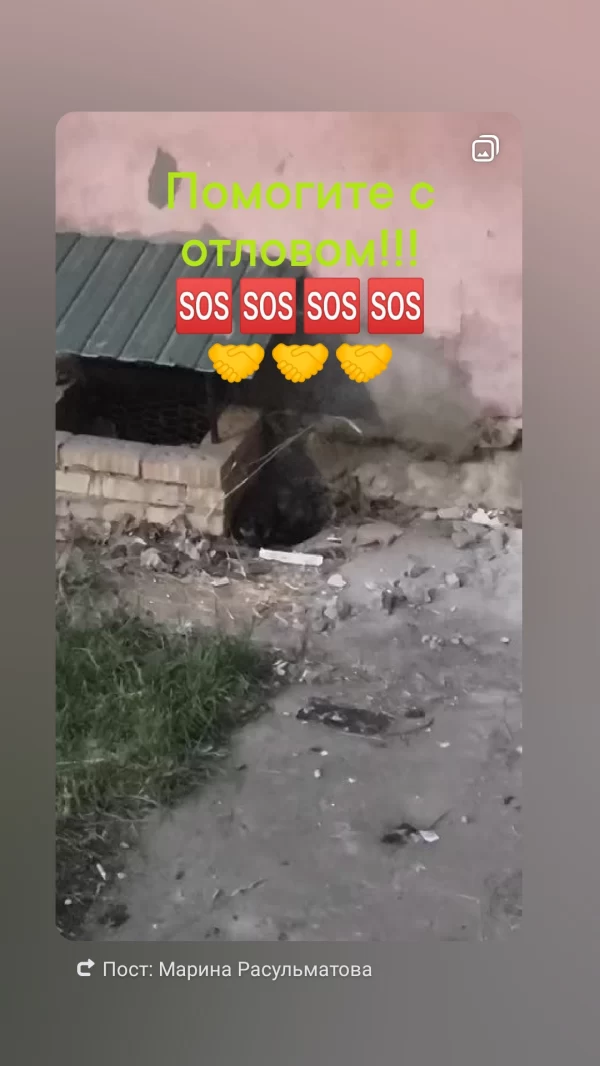 Нужна помощь в отлове больного животного!