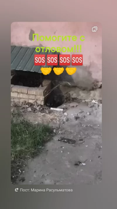 Нужна помощь в отлове больного животного!