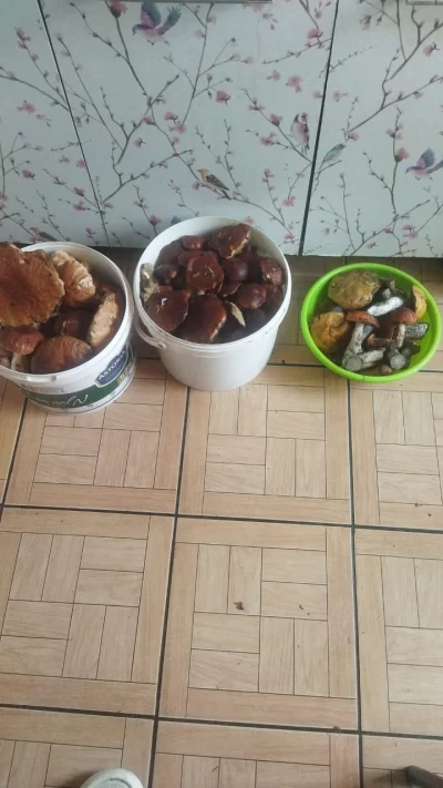 Грибы