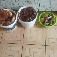 Грибы
