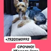Убежала собачка Йорк