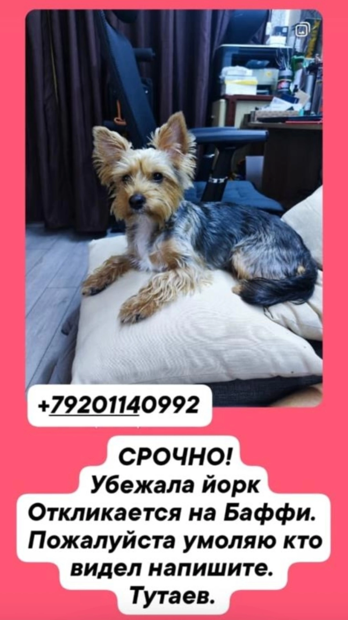 Убежала собачка Йорк