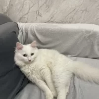 Белый, пушистый кот