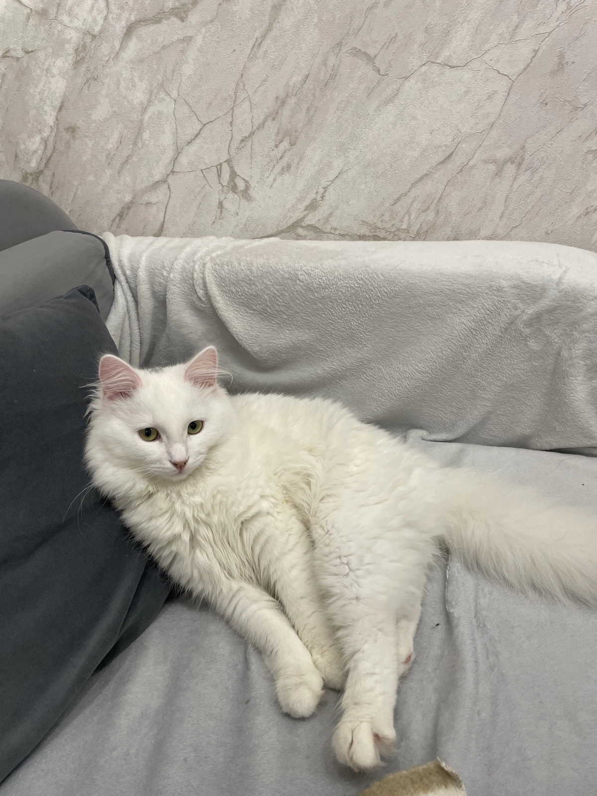 Белый, пушистый кот